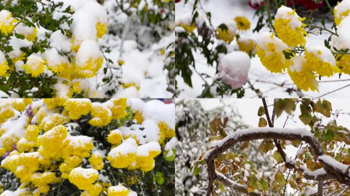 各种菊花、菊花雪景、白雪覆盖的菊花 01