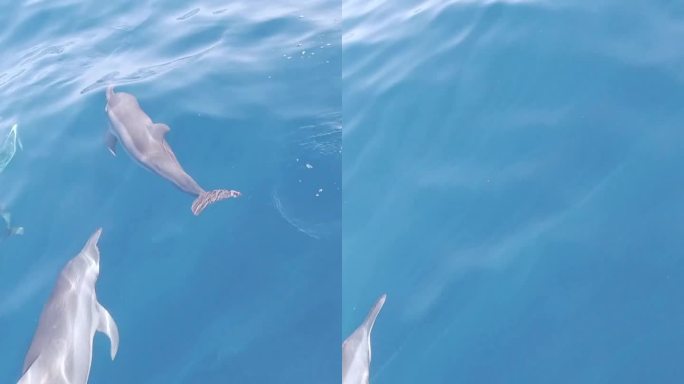 海洋中游泳的海豚群