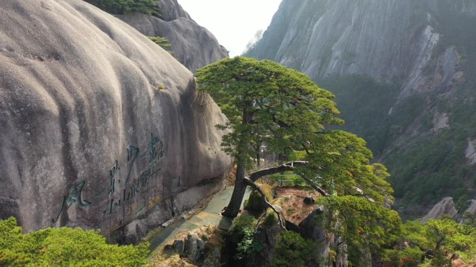 航拍黄山迎客松素材