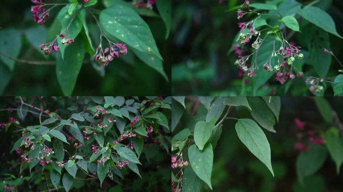 灰毛大青 毛赪桐 狮子球 花 叶 植株