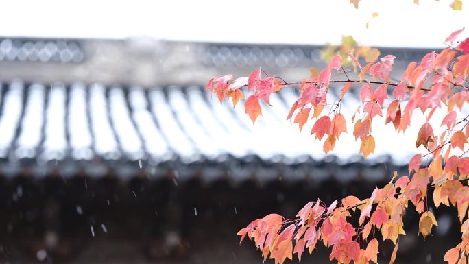 初雪古建筑雪景江南