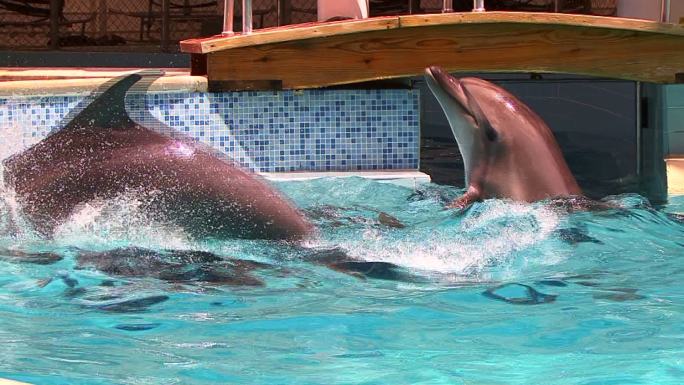 好奇的海豚海洋世界海豚表演飞跃跳跃海洋王