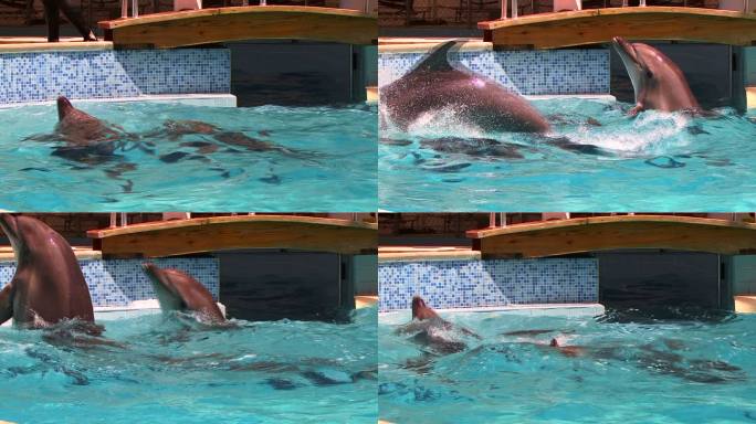 好奇的海豚海洋世界海豚表演飞跃跳跃海洋王