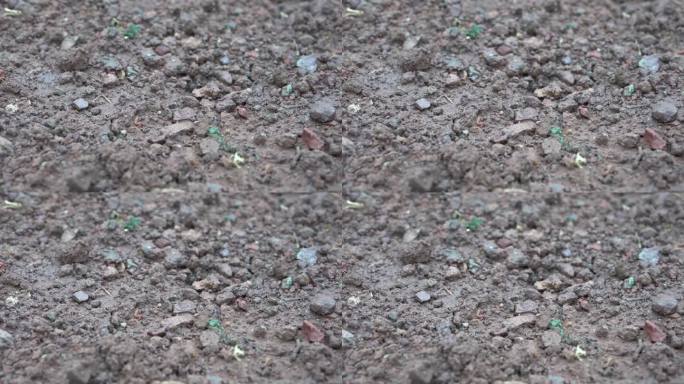 4K雨水滴落在泥土上浸润土壤实拍