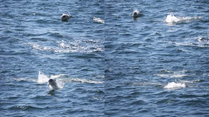 普通海豚海豚飞跃跳跃狂欢大海海面鱼群畅游