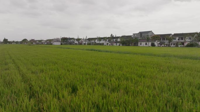 绿色稻田空镜