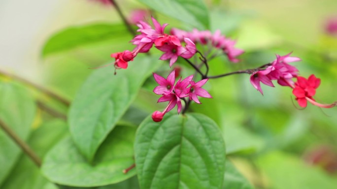 红萼龙吐珠 红花龙吐珠 花 植株 叶