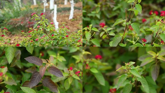 蔓马缨丹 花 叶 植株