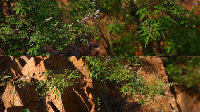 荆条 植株 花 生境 岩石