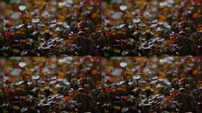 慢镜头-秋天雨点滴落在植物上唯美空镜