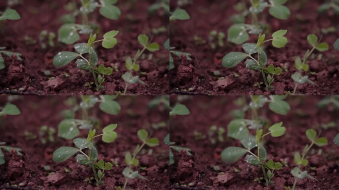 慢镜头-雨滴落在红土地茁壮生长的豌豆苗上