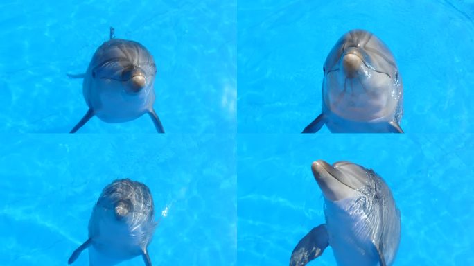 好奇的海豚试图交流