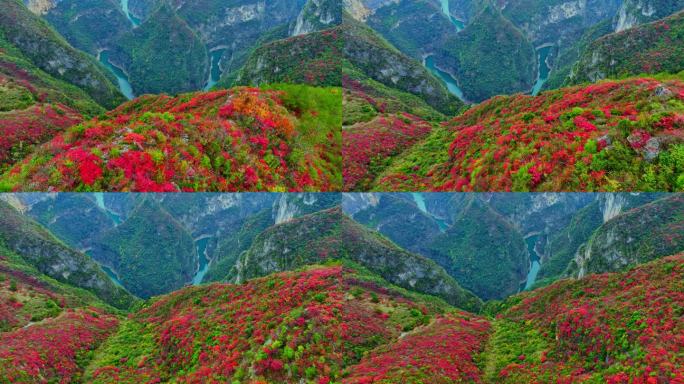 大气巫峡红叶