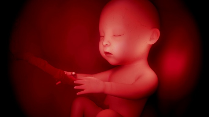 人类婴儿胎儿模拟脐带母婴