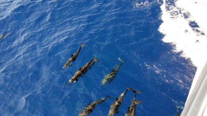 海豚海豚湾野生海豚鱼群