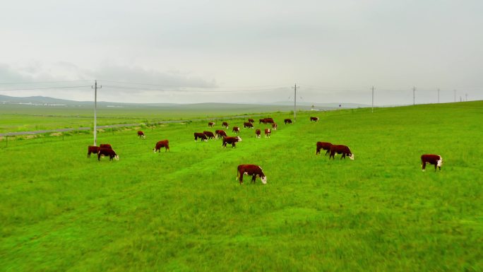 草原放牧牛群航拍