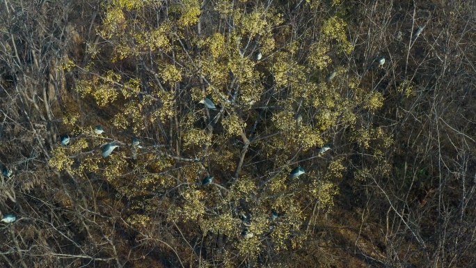 秋天树上的夜鹭