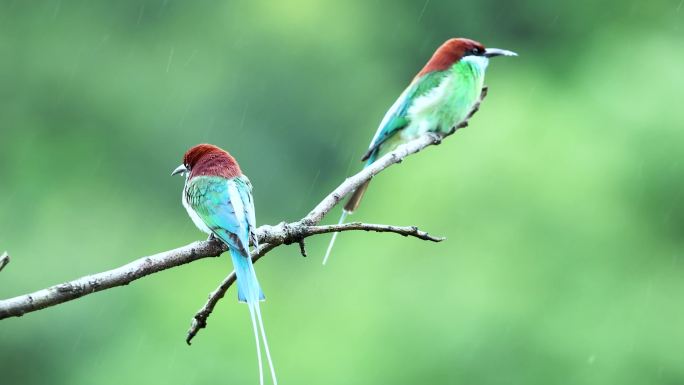 雨中美丽的蓝喉蜂虎、小鸟夫妻