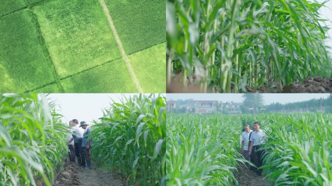 玉米示范基地 专家 农业技能指导乡村振兴