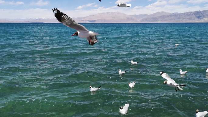 西藏阿里日土县班公湖野生动物鸟类红嘴鸥