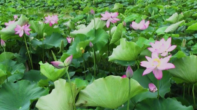 荷花视频 并蒂莲花