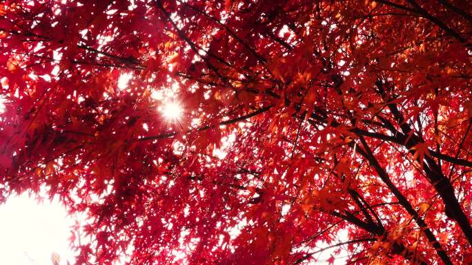 唯美逆光秋色红艳艳的枫树叶2