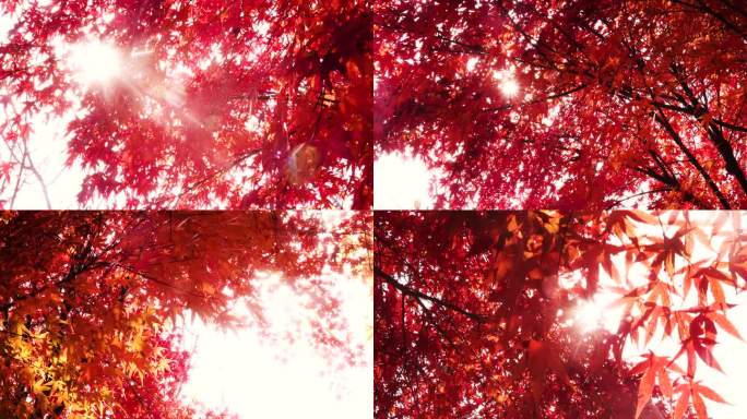 唯美逆光秋色红艳艳的枫树叶2