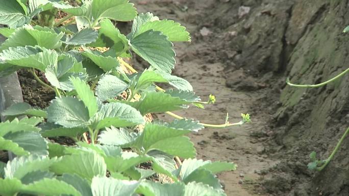 各种蔬菜 家庭农场 芦笋