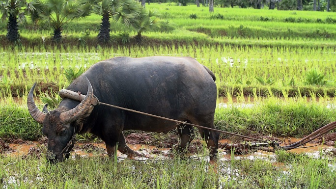 亚洲稻农用水牛传统的方式耕作稻田，为雨季做准备