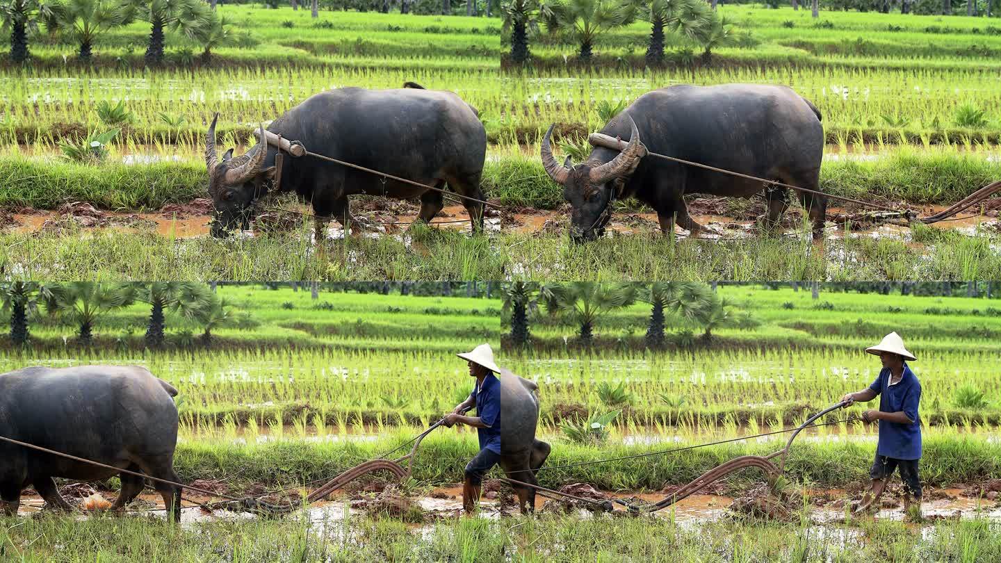 亚洲稻农用水牛传统的方式耕作稻田，为雨季做准备