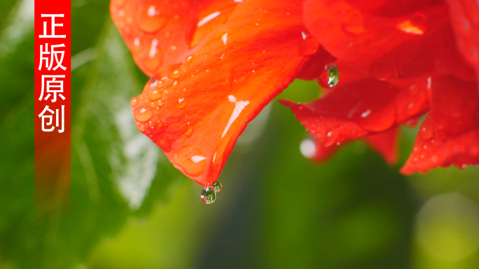 红色花朵水滴滑落 露珠 水滴 雨滴