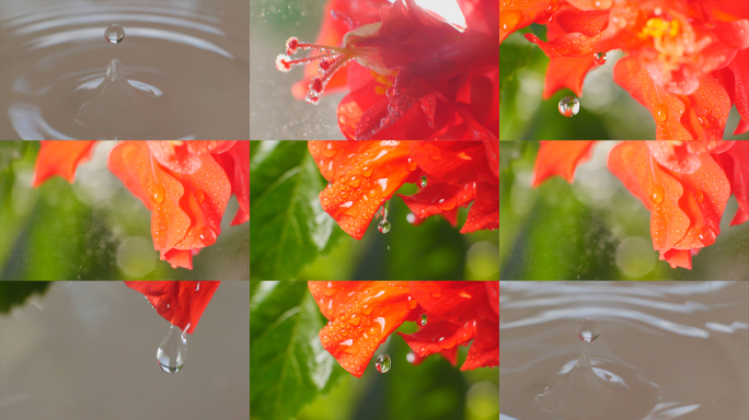 红色花朵水滴滑落 露珠 水滴 雨滴