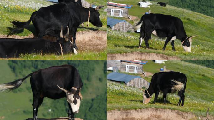 草原上吃草的牛升格