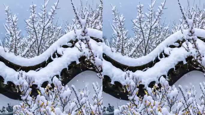 古建筑院里的梅花雪景