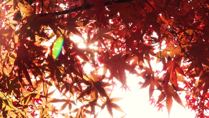 唯美逆光秋色红艳艳的枫树叶