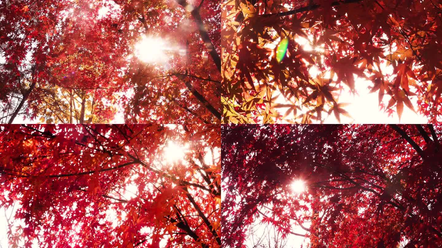 唯美逆光秋色红艳艳的枫树叶