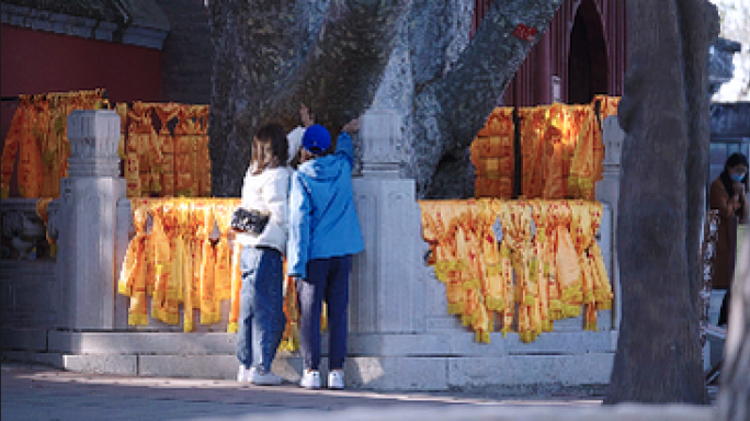 4k千年古树 参天大树 古寺庙