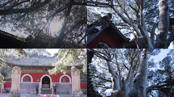 4k千年古树 参天大树 古寺庙