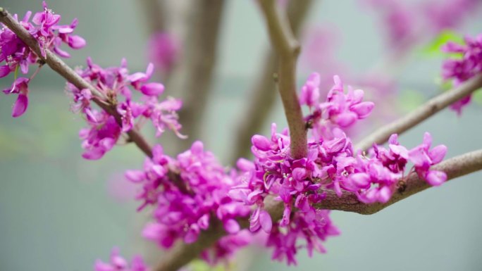 春天盛开的紫荆花