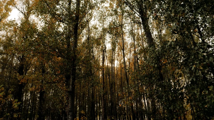 深秋-红叶-树林的光影