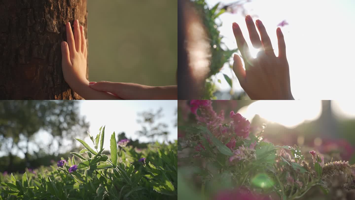 触摸大自然 花草树木 自然 花朵 唯美