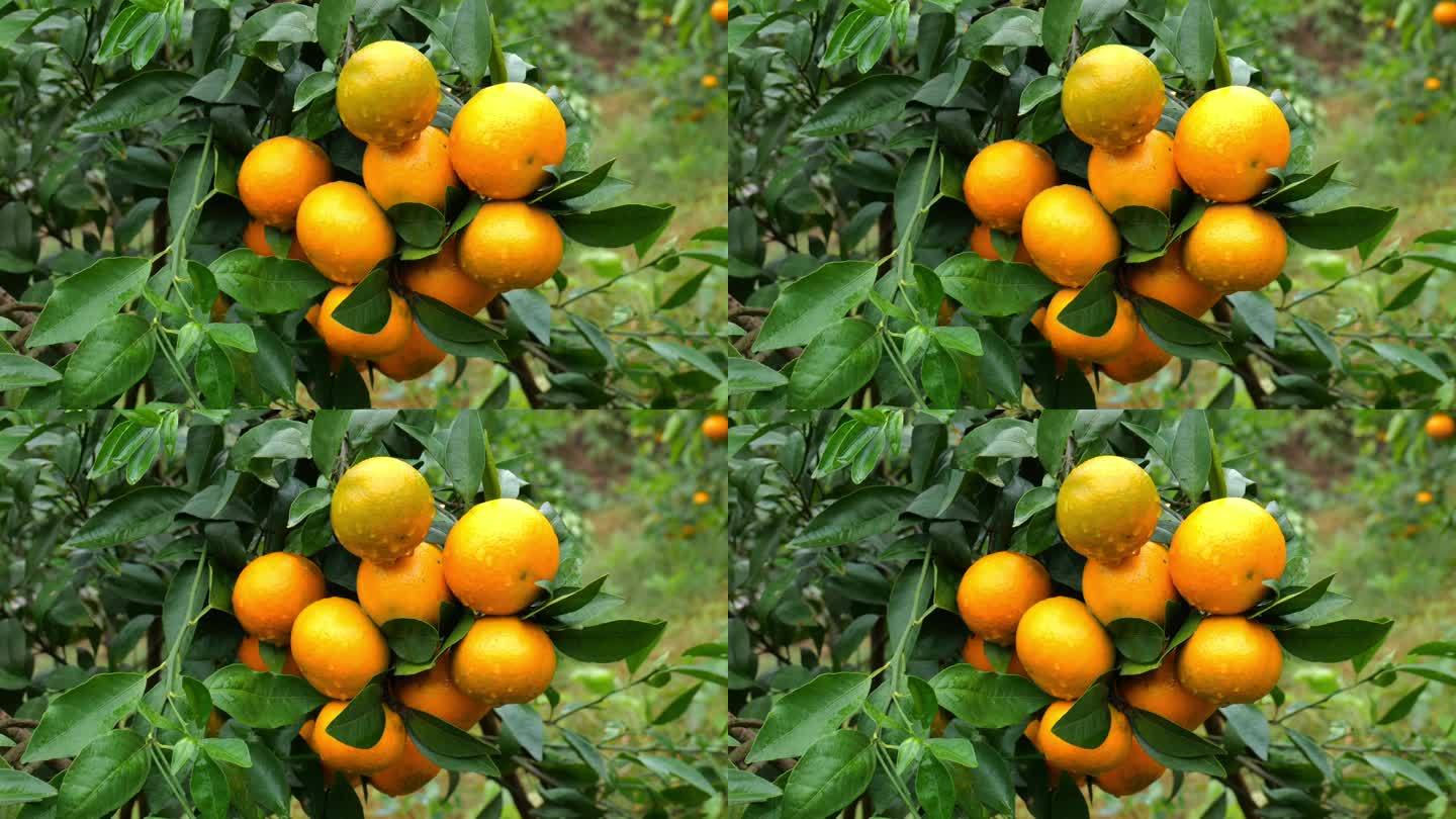 柑橘实拍