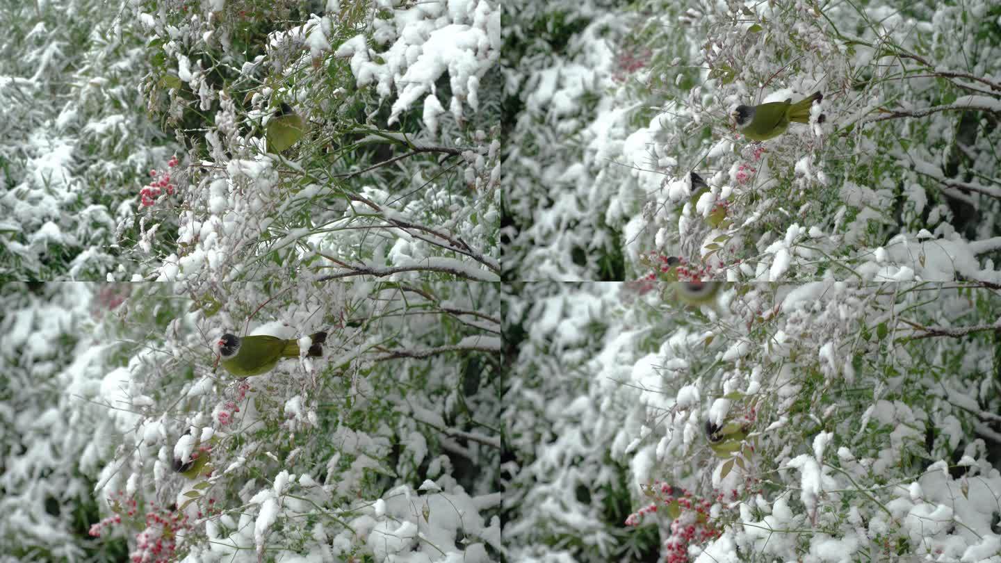 雪中的小鸟绿樱嘴鹎
