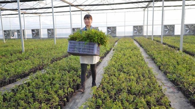 女农场工人带着种植的植物在温室里散步