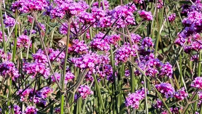 马鞭草花、柳叶马鞭草花、蜂鸟鹰蛾