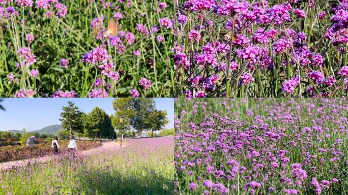 马鞭草花、柳叶马鞭草花、蜂鸟鹰蛾