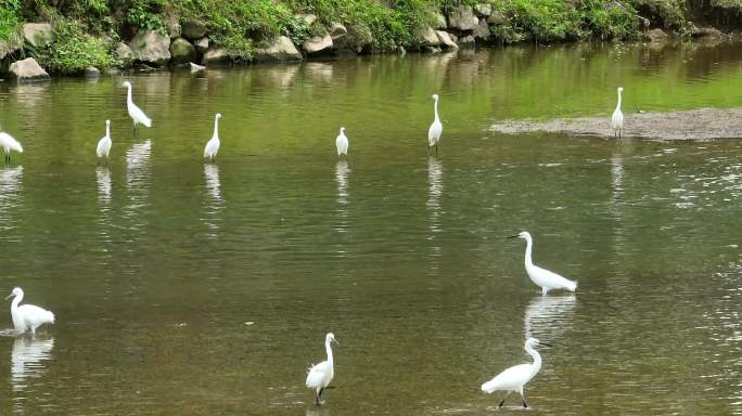 4K成群的白鹭在河边觅食3视频合集