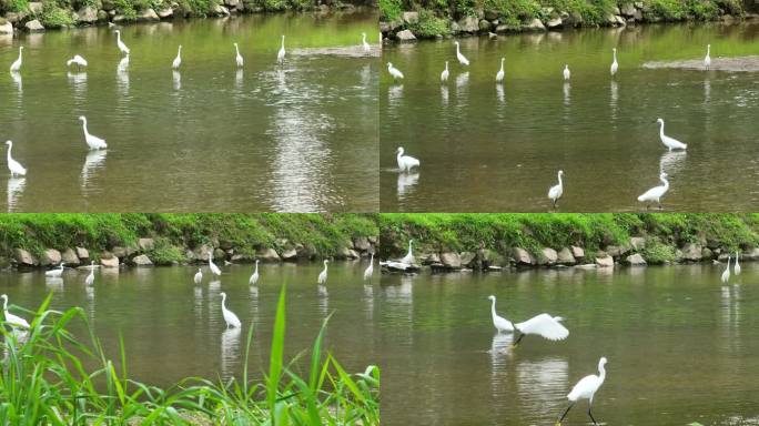 4K成群的白鹭在河边觅食3视频合集