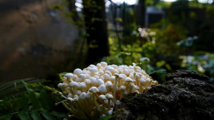 延时 蘑菇 菌菇 野生 光影  金针菇
