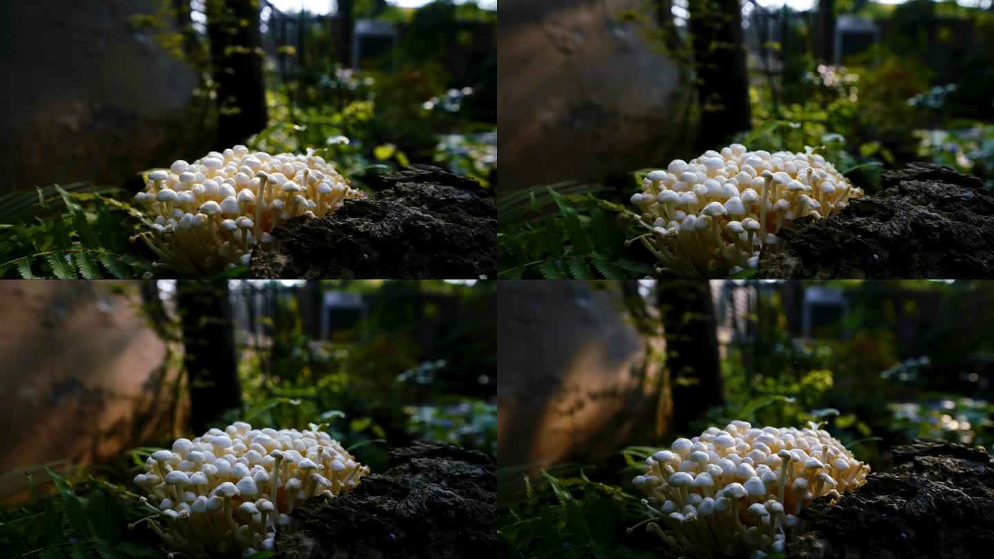 延时 蘑菇 菌菇 野生 光影  金针菇